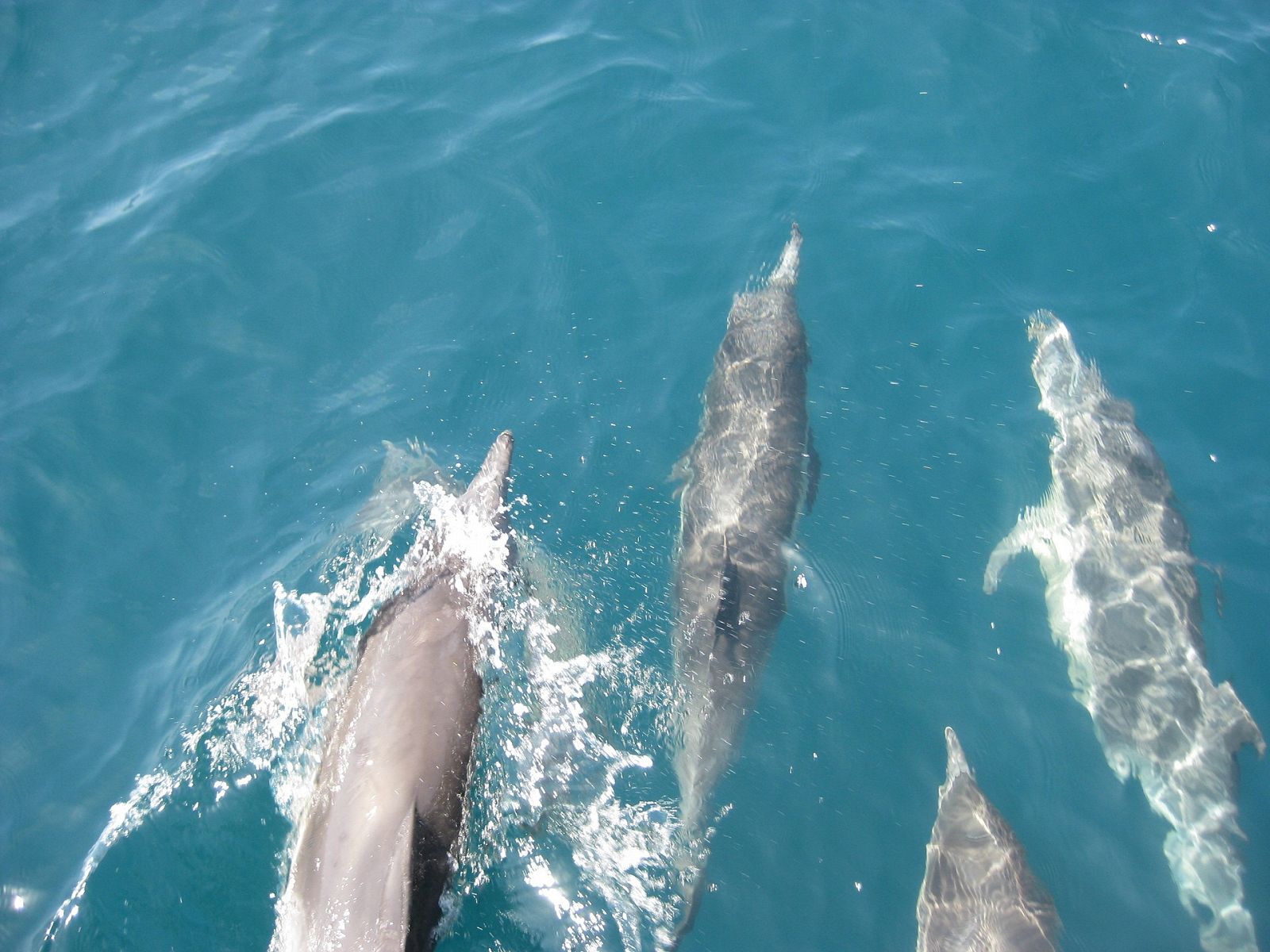 Bottlenose Dolphins.jpg