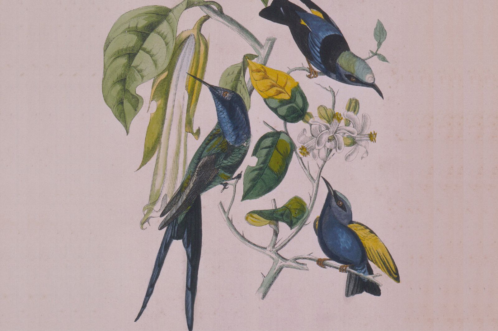 海老 禅 EBI ZEN SUSUMU YOKOTA Ebi / Zen 海老 / 禅 SUSUMU YOKOTA 海老 = Ebi – 禅 = Zen – CD