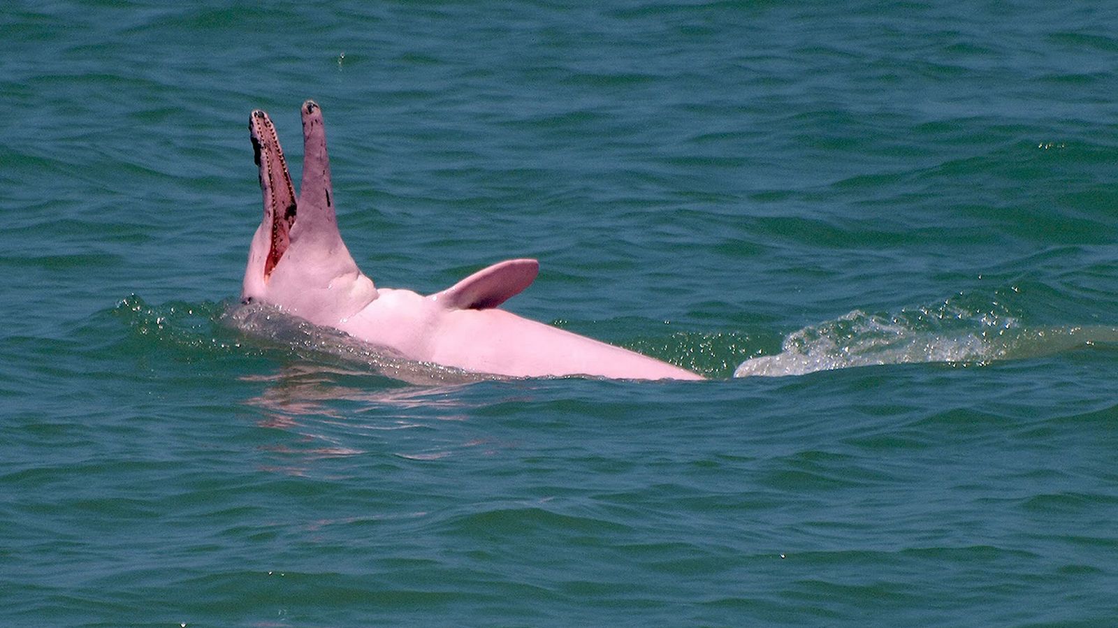 Розовые дельфины браконьеры