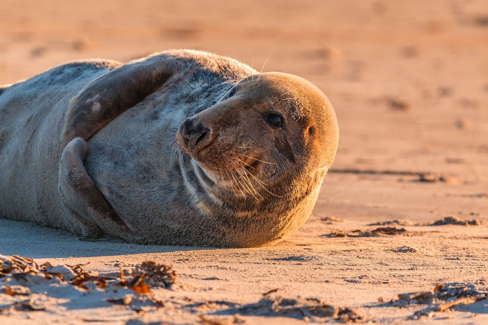 Atlantic Grey Seal, Halichoerus grypus.jpg