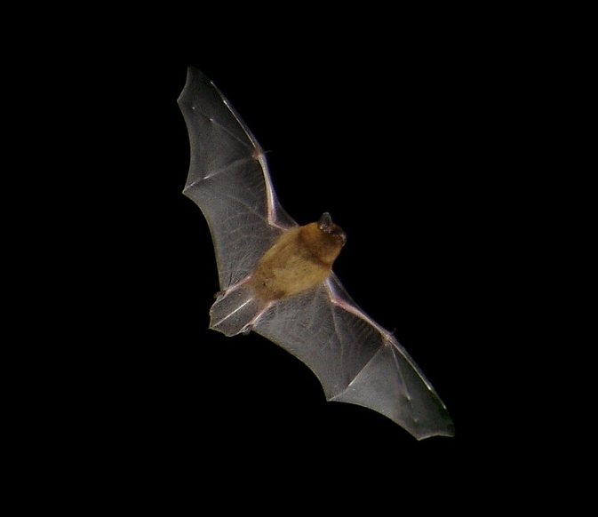 Common Pipistrelle, Pipistrellus pipistrellus, in flight.jpg