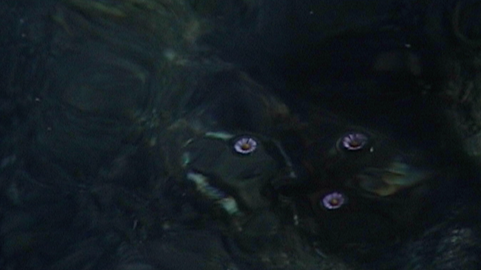 headline: Pianpianino w/ DJ Fine 28th November 2025 | Listen