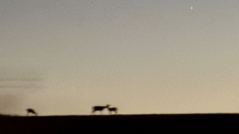 PEACE MIX w/ ABSENT LANGUAGE