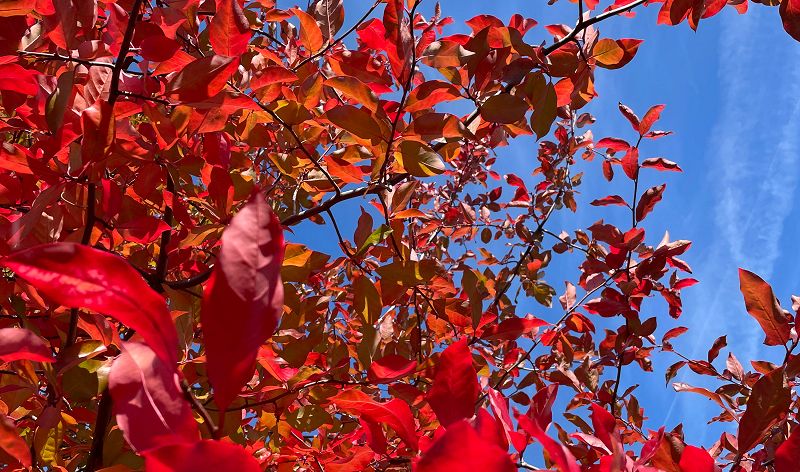 The Head Zone w/ Ripley Johnson