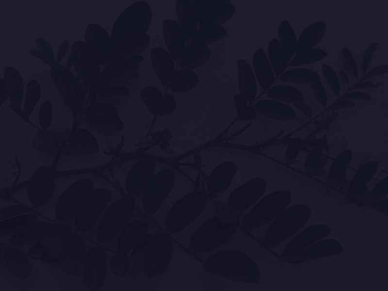 Silent Riparianised Memories W/ Camille Mỹ Giang