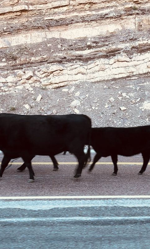 transhumance w/ selective listening