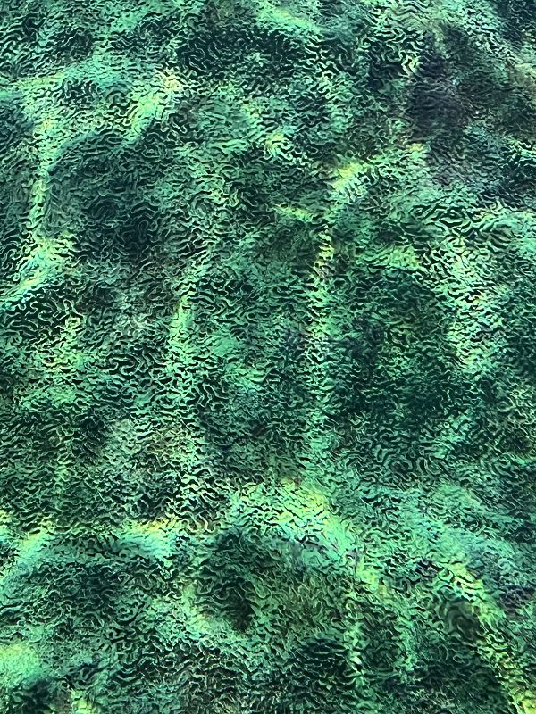 trip sit w/ tjon-aloi