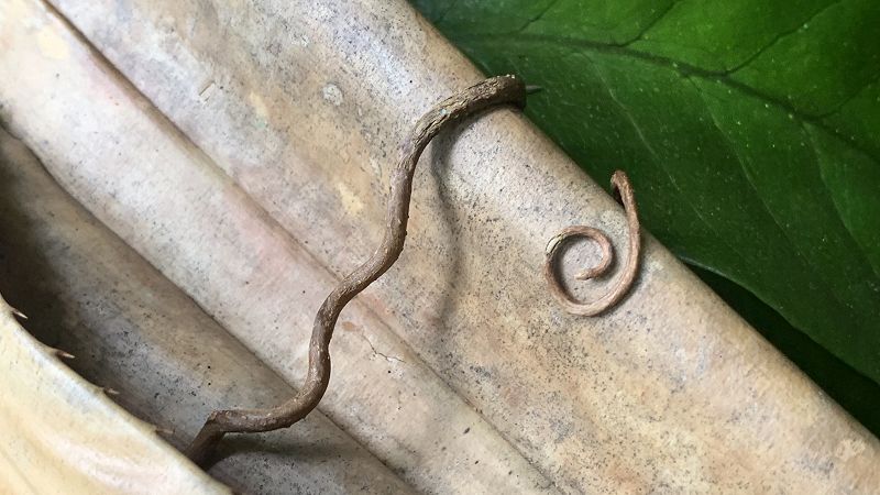 Few Crackles w/ Troubadours: Bali Special