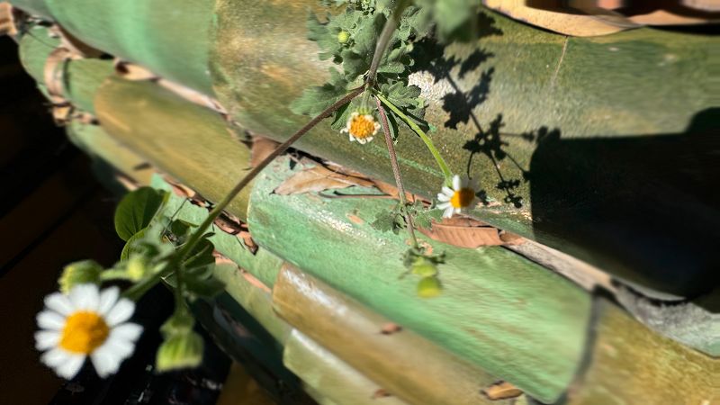 Pacing The Platform w/ upsammy