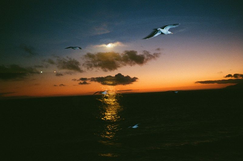 Como La Flor w/ Jazmin