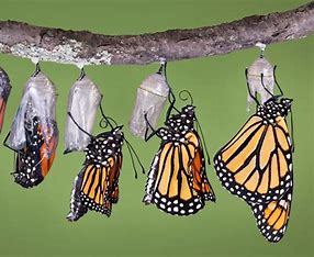 The Life of a Caterpillar W/ Ryan Elitz