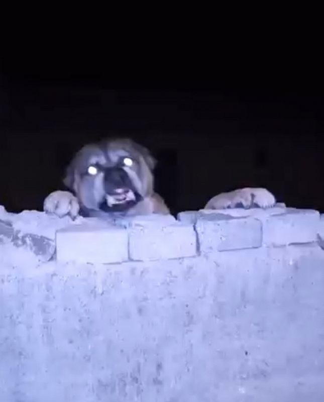 Blooming In Filth w/ CRISIS ACTING