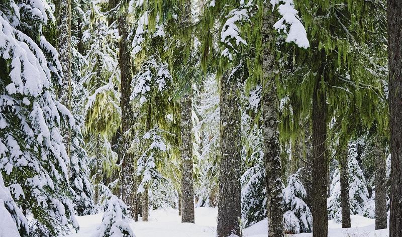 The Head Zone w/ Ripley Johnson