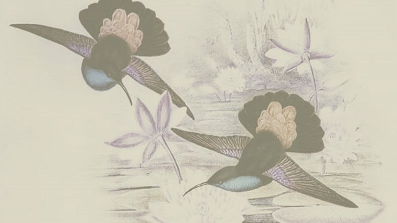 Le Jardin w/ Eduardo F. Rosario (Estuario)