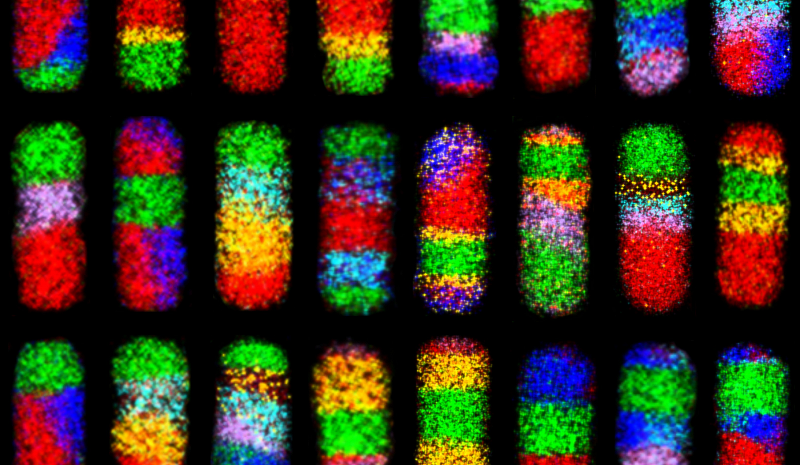 Circle Packing w/ Matthew Paul