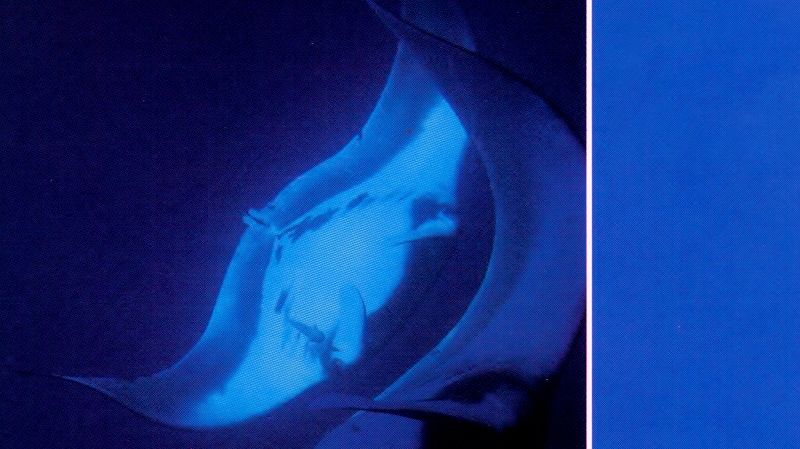 Aloha Got Soul Presents: Home Grown w/ Roger Bong