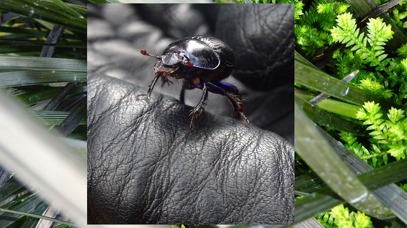 SPA w/ Jondo & France 1998