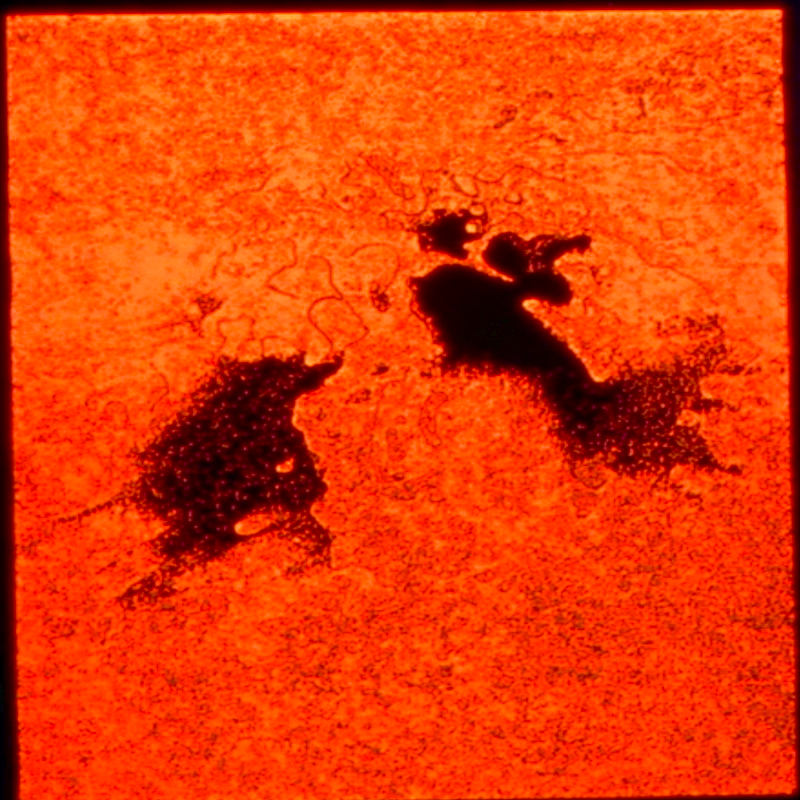 Circle Packing w/ JS