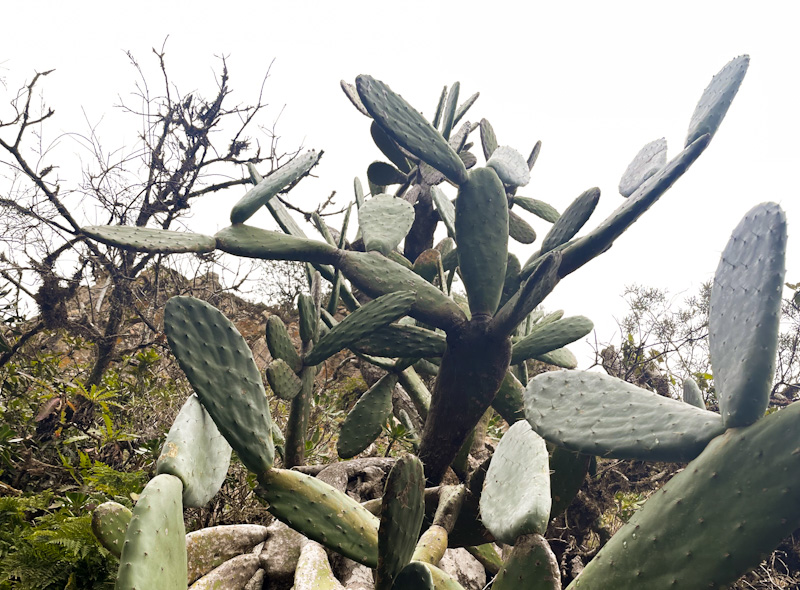 Sacred Pools w/ FASO 
