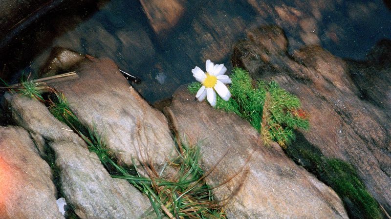 Sendspaace w/ Petal (Queeste)