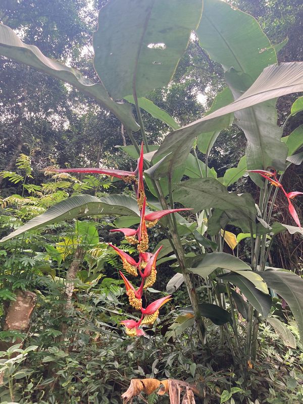 Raízeln w/ claromor