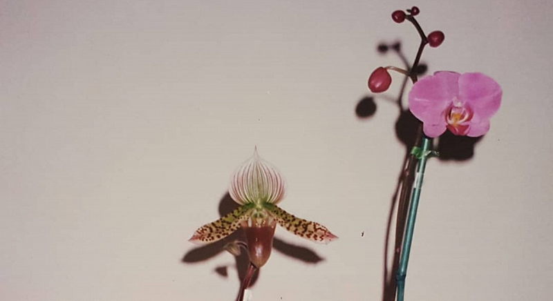 LOTUS FLOWER W/ JESUUNA