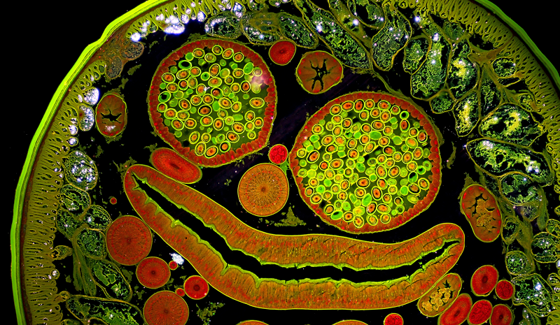 Circle Packing w/ Occo