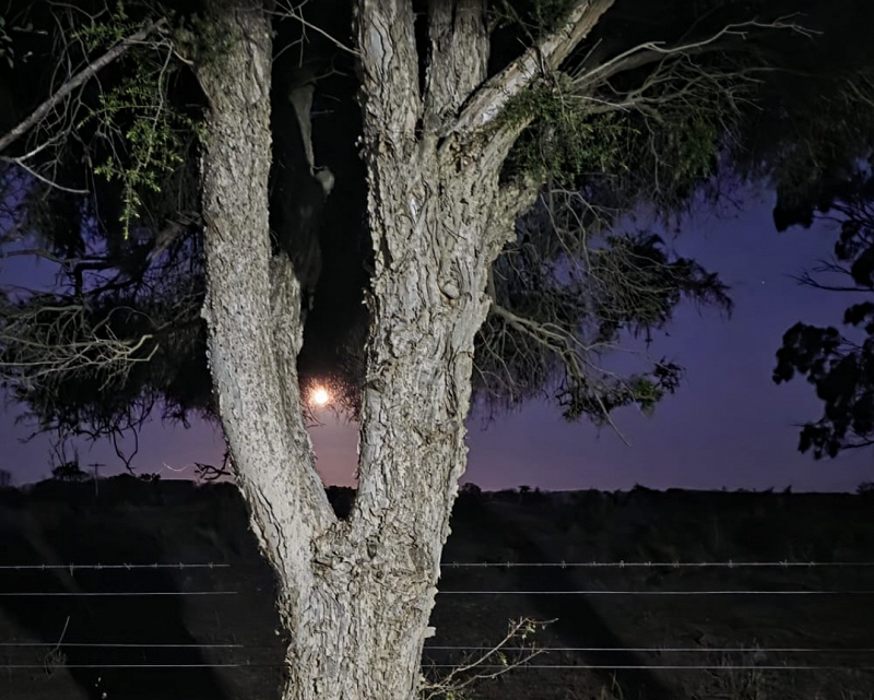 Solid State Survivor w/ Shags Chamberlain