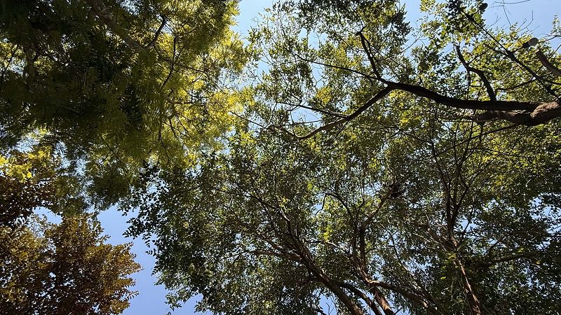 smoothbrain w/ being