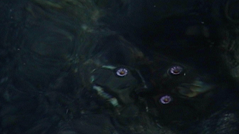 Pianpianino w/ DJ Fine