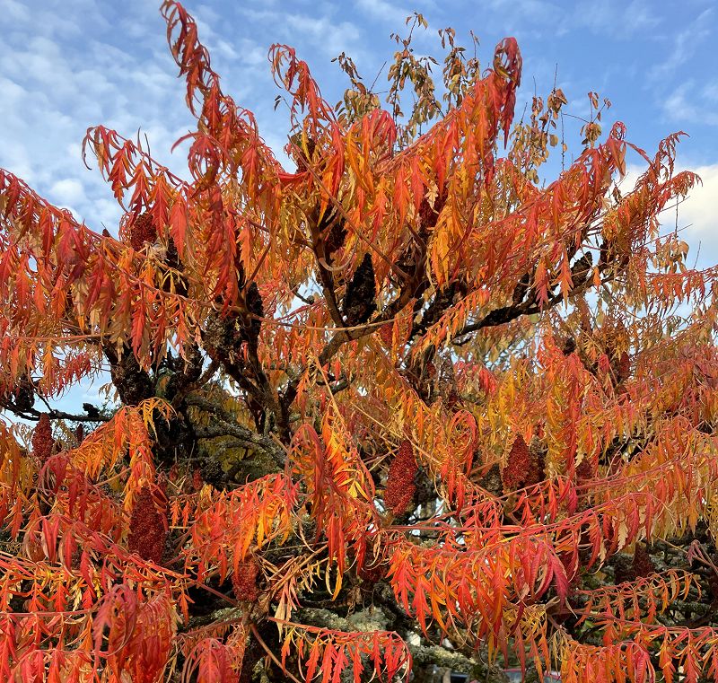 The Head Zone w/ Ripley Johnson