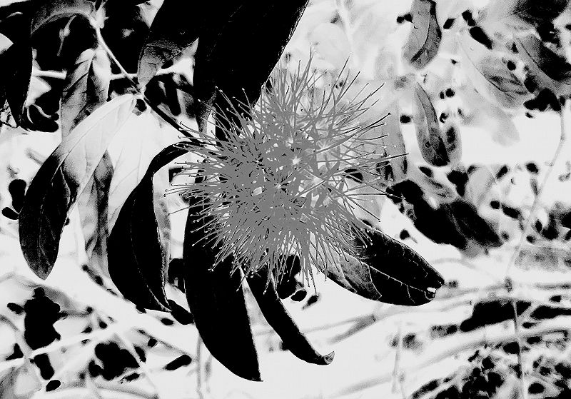 Fragrant Sacrifice w/ Naima Nefertari