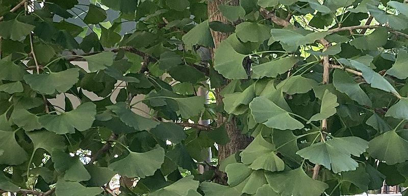 Shells - GINKGO RECORDS