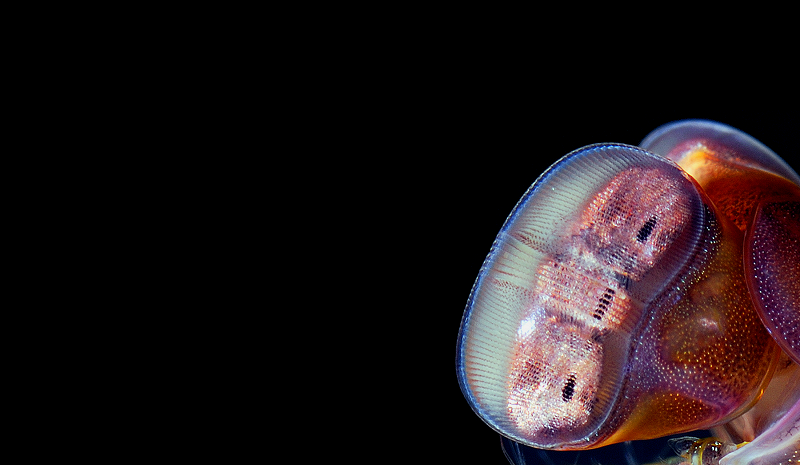 Circle Packing w/ Occo