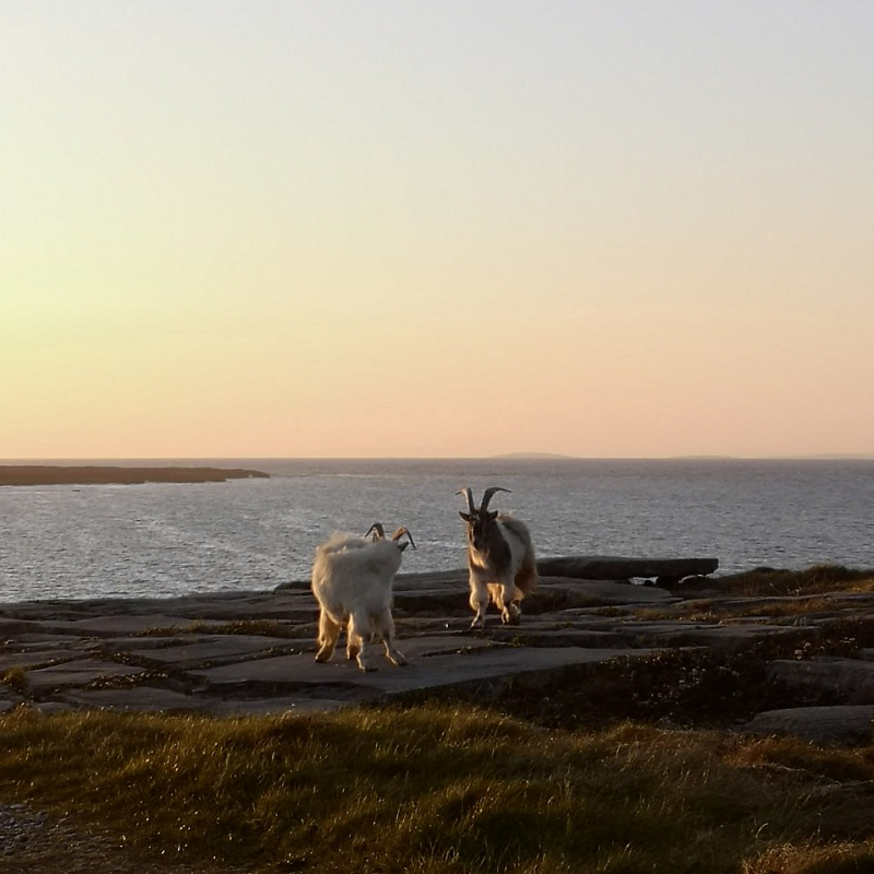 FIVE YEARS OF C.A.N.V.A.S. w/ Lugh & Olan Monk