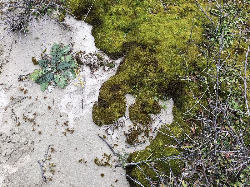 Pacing The Platform w/ upsammy