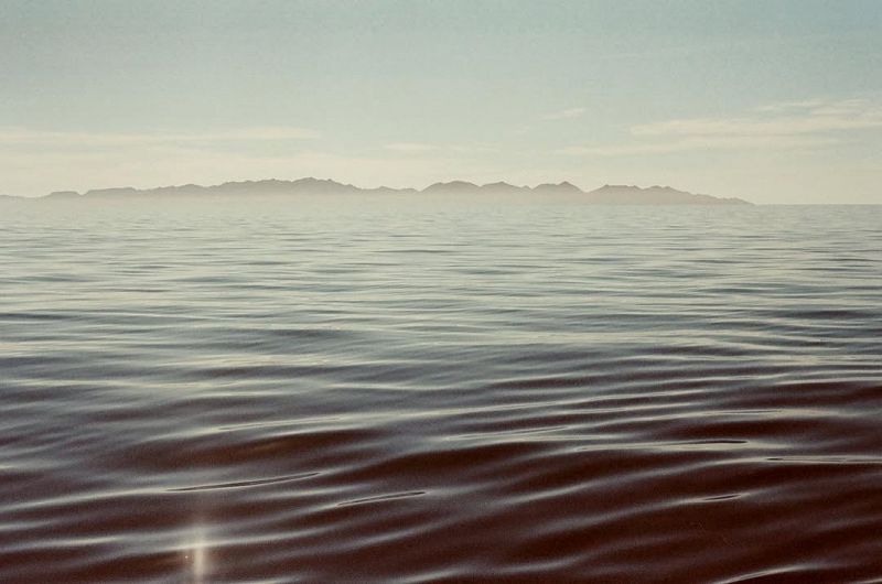 Carlos René: Dandy Lion Takeover 