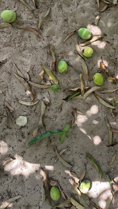 Arre Égua w/ Davi Gigi