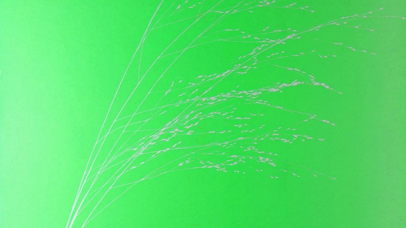 Carolina Soul: Classical