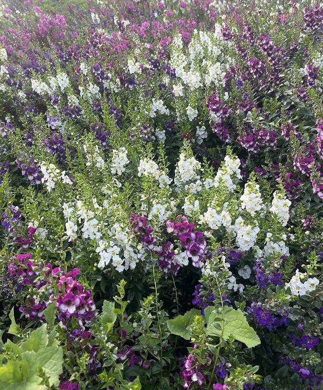 ALBA Radio w/ Lorenzo Daniels 