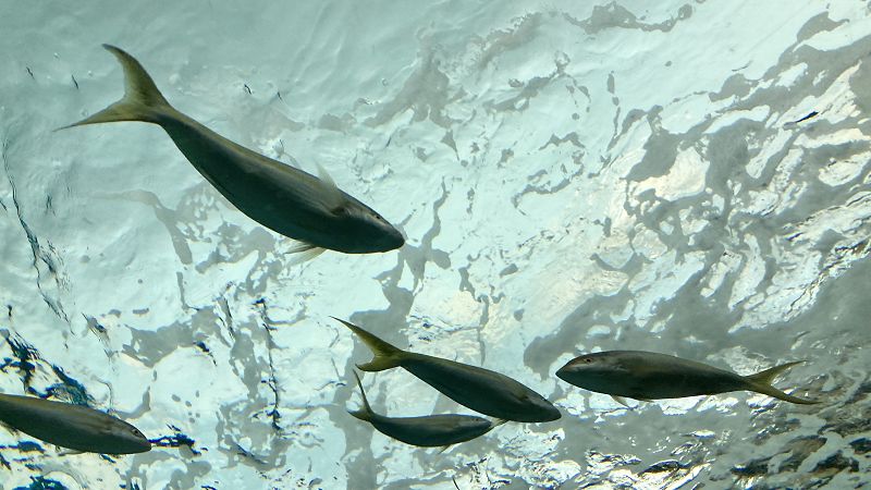 LIQUID ROPE W/ MADELEINE MARA