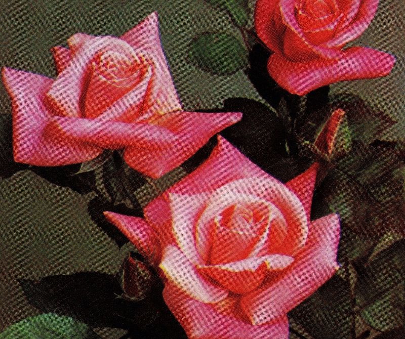 Machines of Loving Grace w/ Midwife