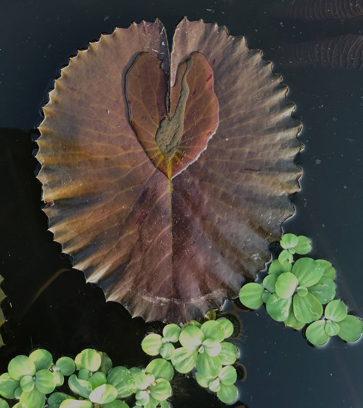 SOPHIA ZHURAVKOVA w/ Munetoshi Nakayama