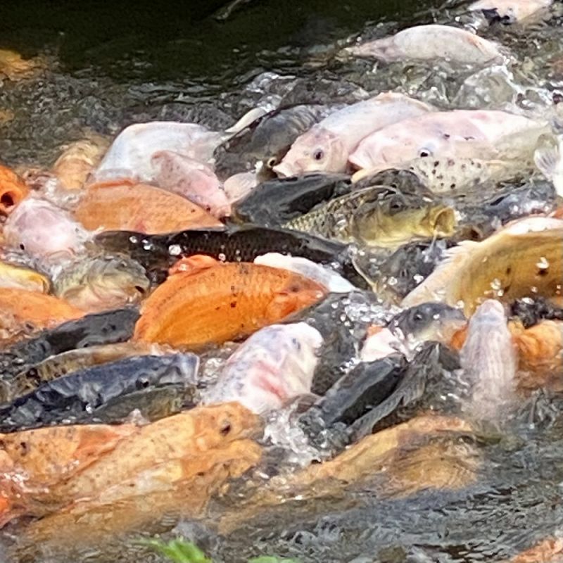 An1ma w/ Barbara Pleaser