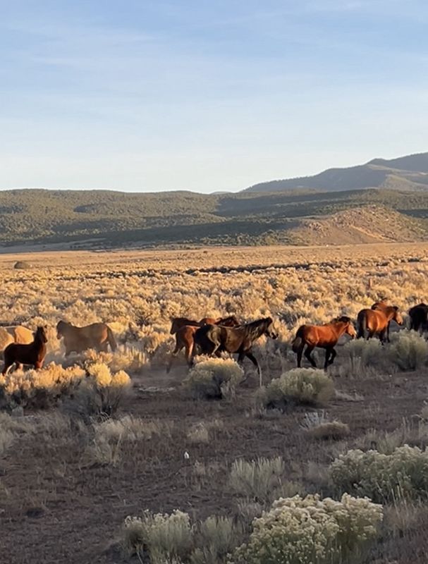 All About Our Love w/ Harriet Brown