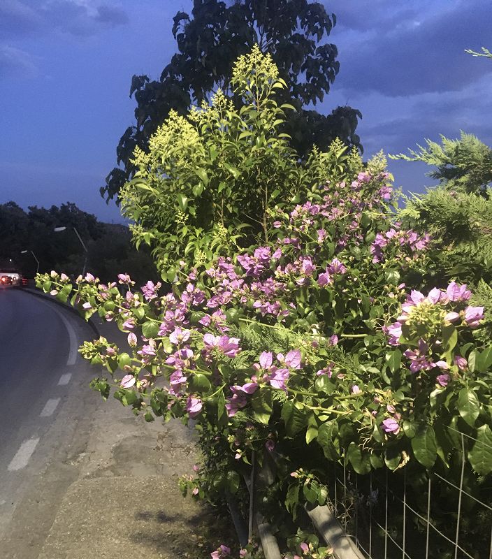 Pender Street Steppers