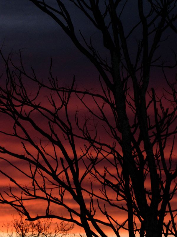 Blooming In Filth w/ Theodore Cale Schafer