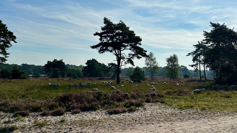 FULL CATASTROPHE LIVING W/ MAARTEN DESMET