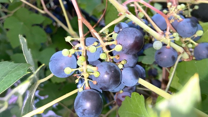 Fifth World w/ innerinnerlife