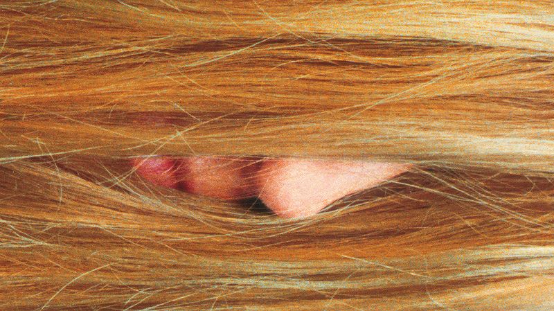 In Focus: Juana Molina